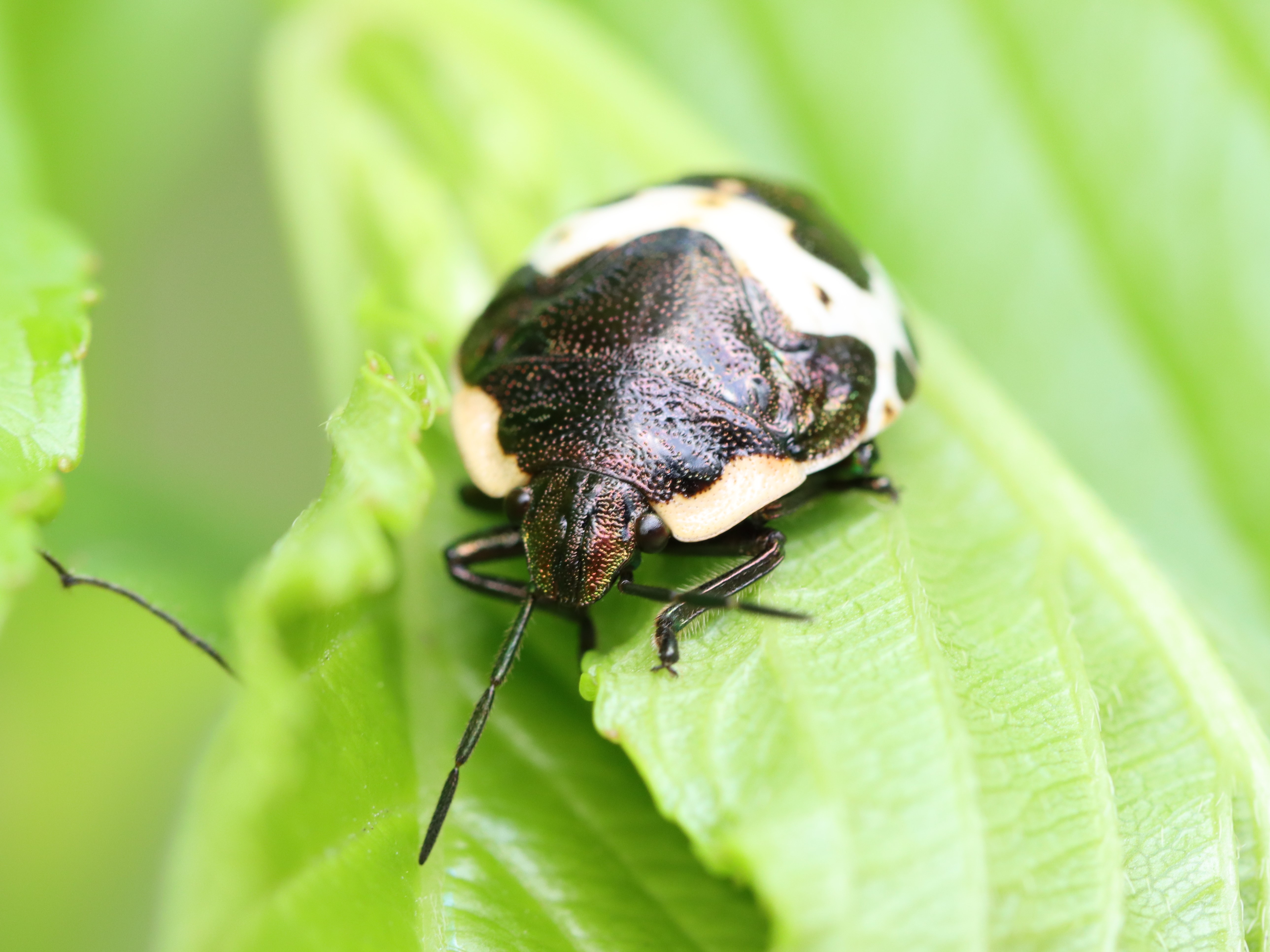 アカスジキンカメムシ